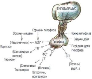 ❄ Показания к применению