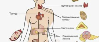 Главные "фабрики" женских гормонов и здоровья