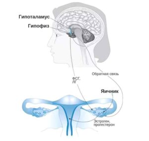 Главные "фабрики" женских гормонов и здоровья